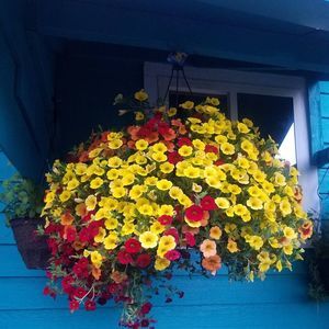 Meet your Posher, Irma